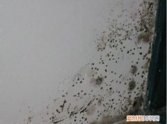墙角发霉发潮怎么处理，墙发霉怎么办 墙发霉怎样处理
