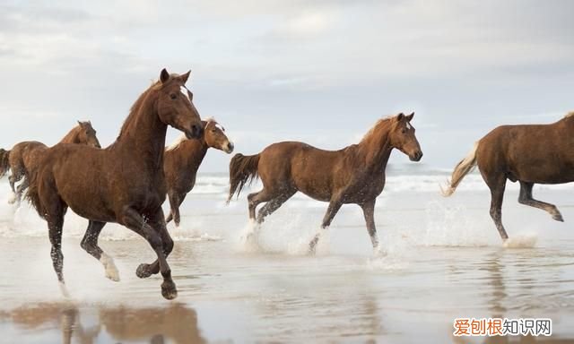 君子一言驷马难追怎么写