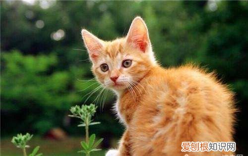 如何跟流浪猫接触，如何捕捉流浪猫 怎样捕捉流浪猫