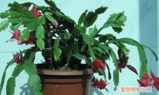 蟹爪兰和仙人指的区别有哪些 蟹爪兰和仙人指有什么不同