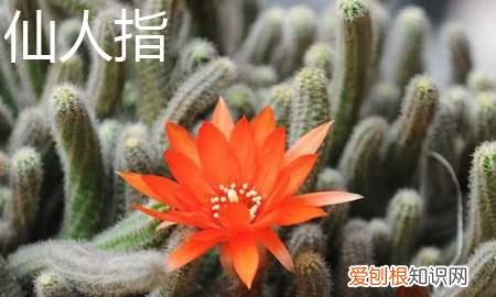 蟹爪兰和仙人指的区别有哪些 蟹爪兰和仙人指有什么不同