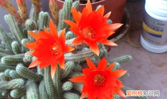 蟹爪兰和仙人指的区别有哪些 蟹爪兰和仙人指有什么不同