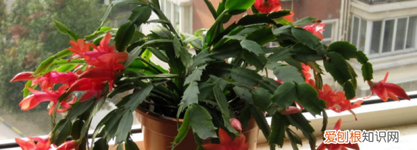 蟹爪兰和仙人指的区别有哪些 蟹爪兰和仙人指有什么不同