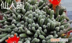 蟹爪兰和仙人指的区别有哪些 蟹爪兰和仙人指有什么不同