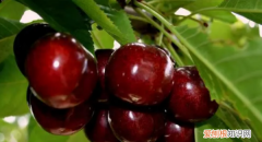 车厘子有苦味是怎么回事 车厘子有苦味的原因