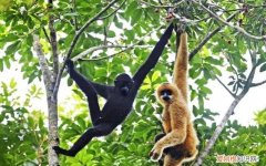 黑冠长臂猿是我国的一级保护动物 黑冠长臂猿是不是我国的一级保护动物