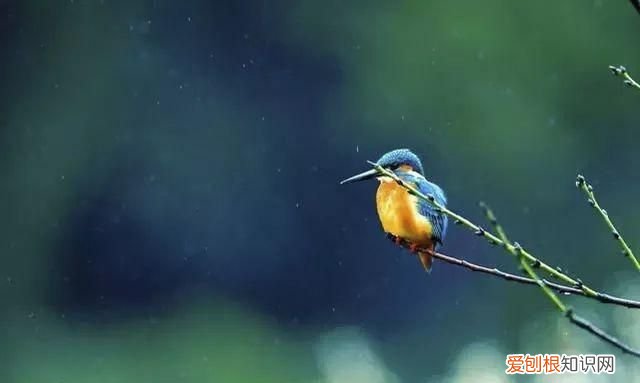 鹰的感知本领有哪些，老鹰的本领 老鹰的本领介绍