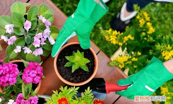 金叶佛甲草如何养殖呢 金叶佛甲草怎么种植