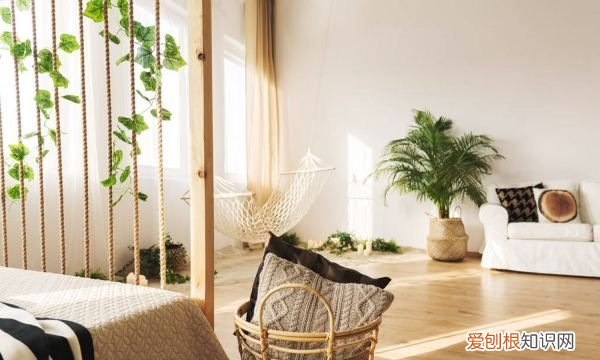 金叶佛甲草如何养殖呢 金叶佛甲草怎么种植