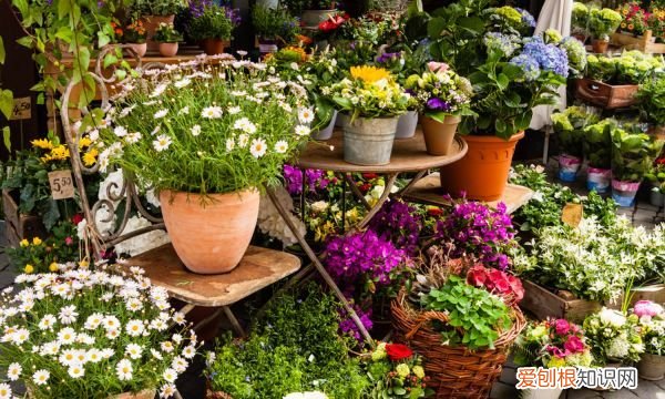 金叶佛甲草如何养殖呢 金叶佛甲草怎么种植