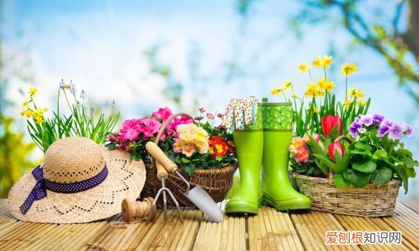 金叶佛甲草如何养殖呢 金叶佛甲草怎么种植