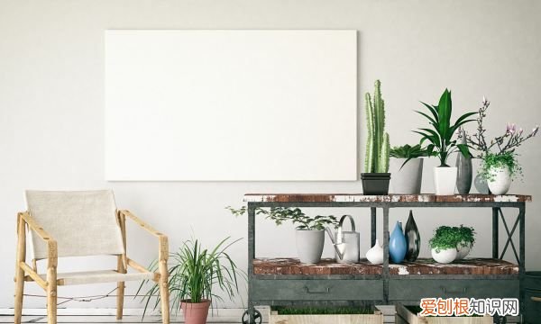 金叶佛甲草如何养殖呢 金叶佛甲草怎么种植