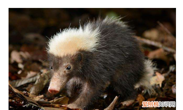 狗獾子是什么野生动物，狗灌是什么动物 狗獾动物介绍