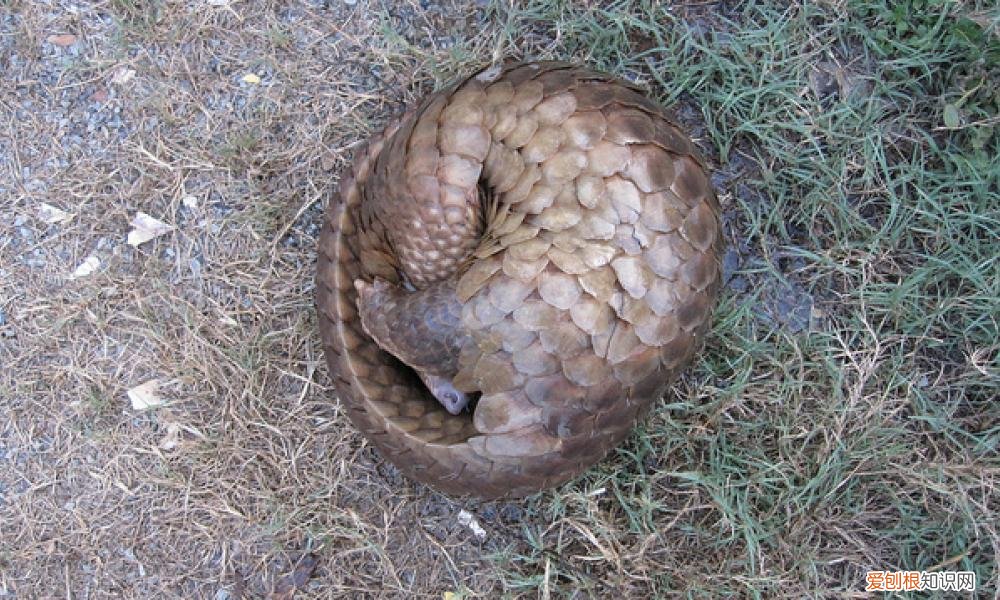 穿山甲到底是什么动物?,为什么它们会如此惨遭屠杀 穿山甲是什么动物