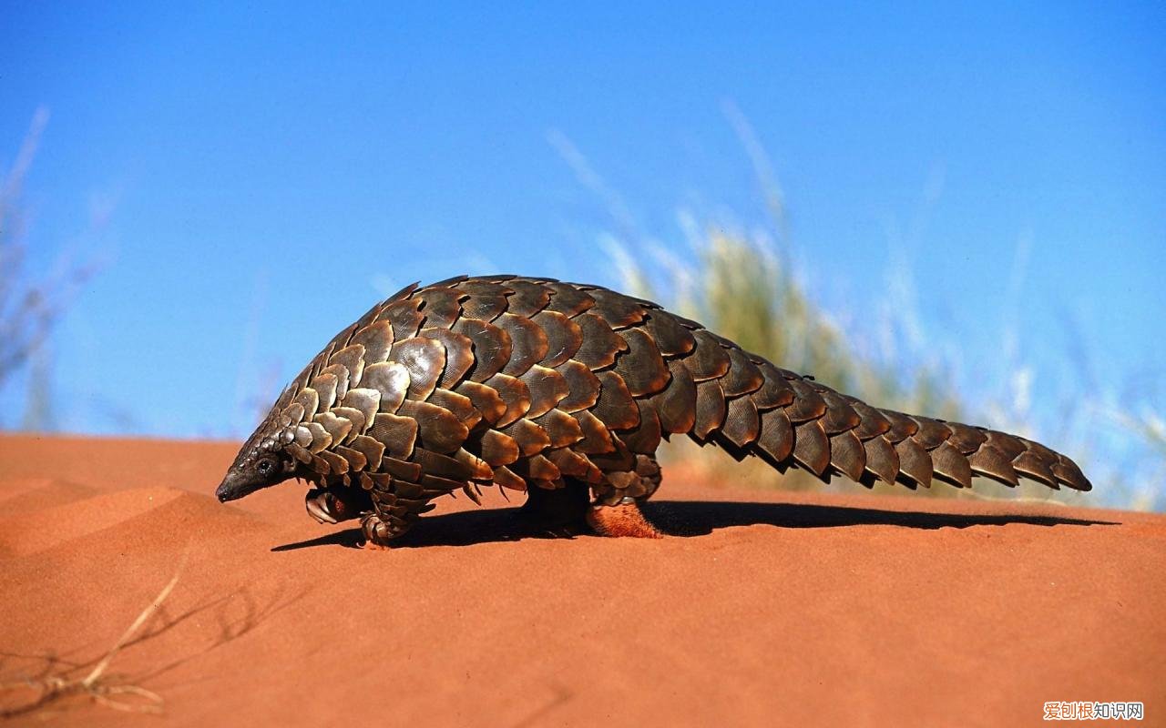 穿山甲到底是什么动物?,为什么它们会如此惨遭屠杀 穿山甲是什么动物