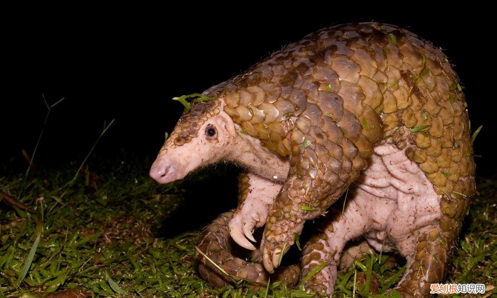 穿山甲到底是什么动物?,为什么它们会如此惨遭屠杀 穿山甲是什么动物