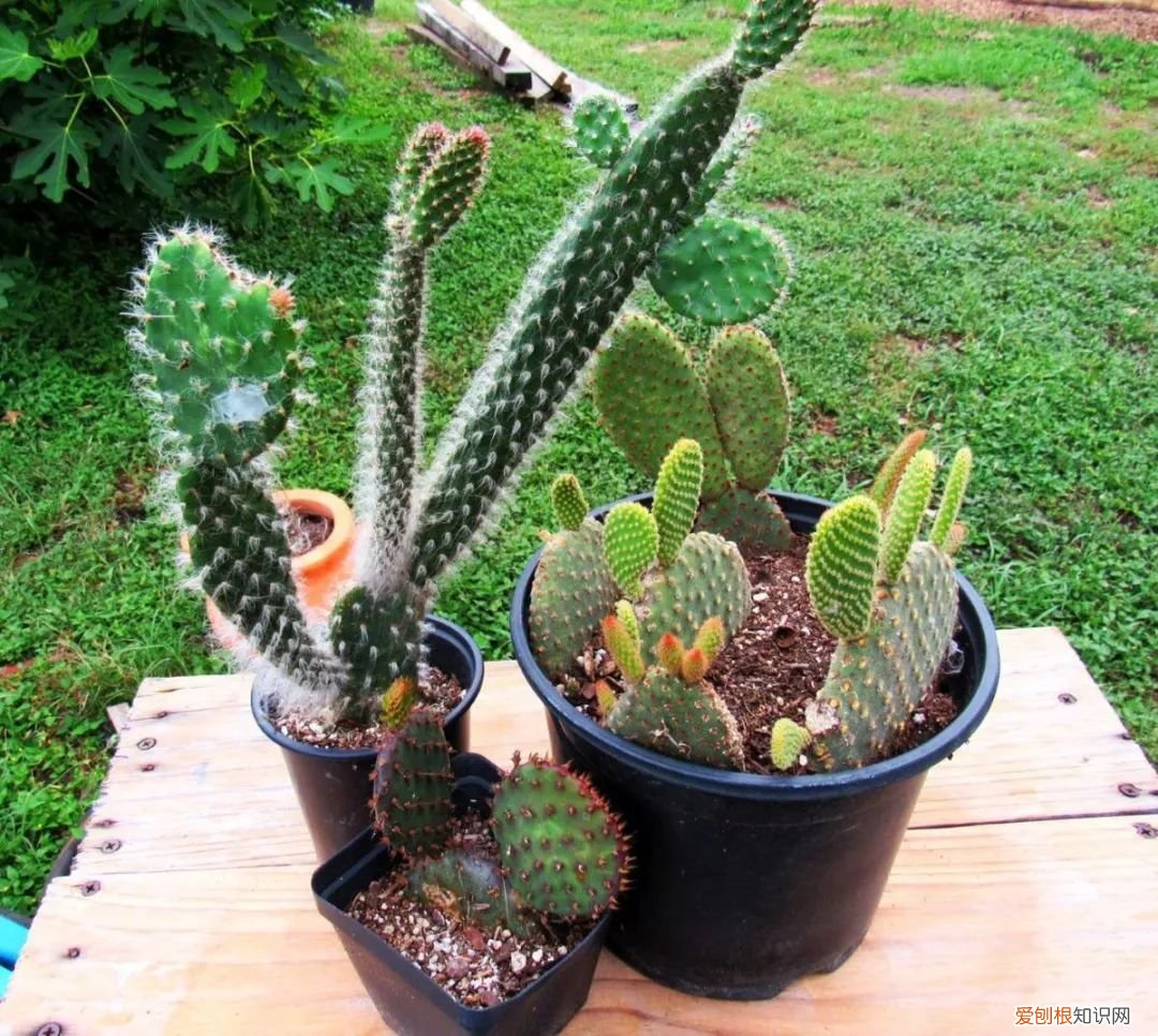 仙人掌的刺，其实就是它的叶子是由于什么什么造成的 仙人掌有叶子吗