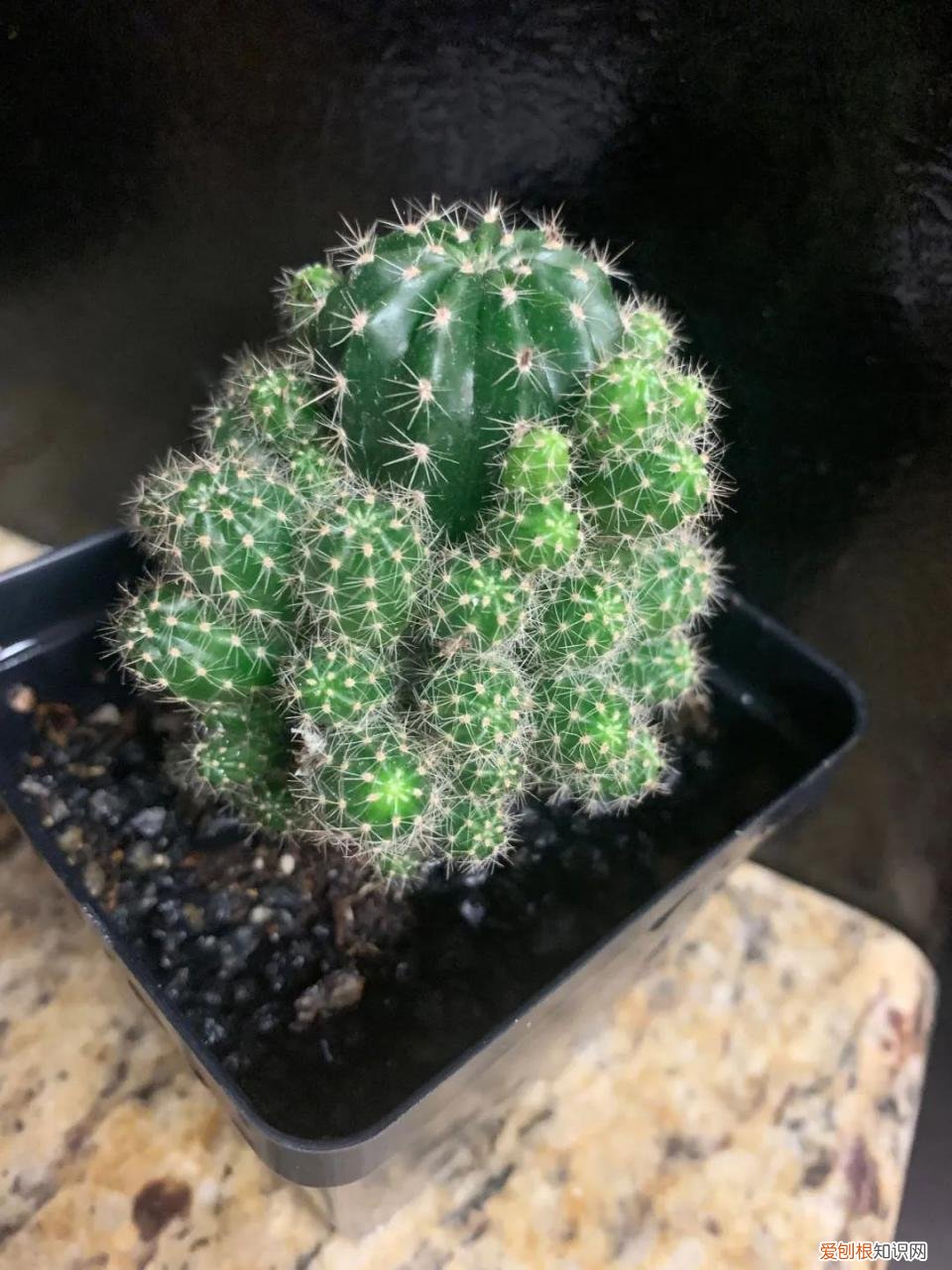 仙人掌的刺，其实就是它的叶子是由于什么什么造成的 仙人掌有叶子吗