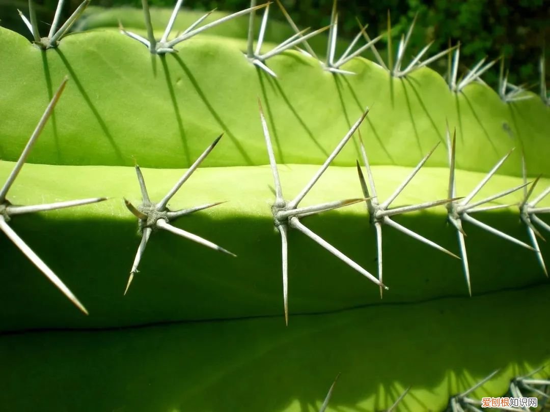 仙人掌的刺，其实就是它的叶子是由于什么什么造成的 仙人掌有叶子吗
