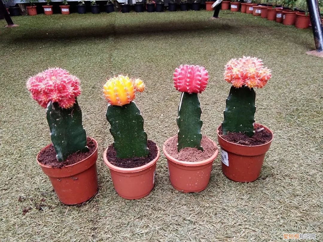 仙人掌的刺，其实就是它的叶子是由于什么什么造成的 仙人掌有叶子吗