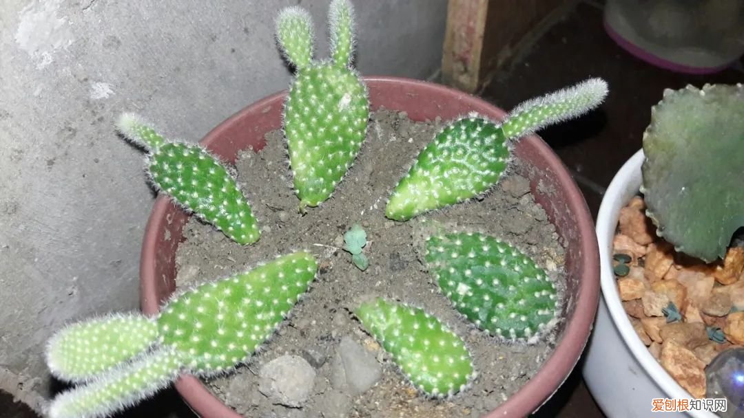 仙人掌的刺，其实就是它的叶子是由于什么什么造成的 仙人掌有叶子吗