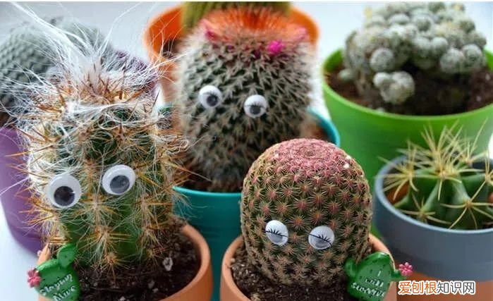 仙人掌的刺，其实就是它的叶子是由于什么什么造成的 仙人掌有叶子吗