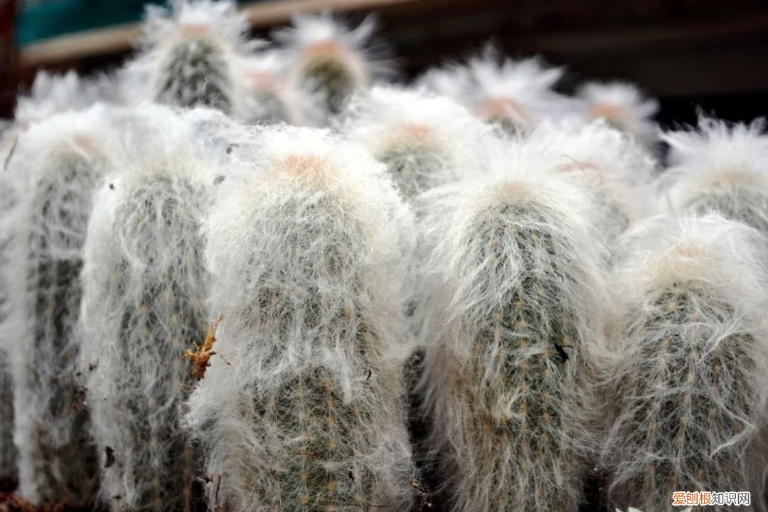 仙人掌的刺，其实就是它的叶子是由于什么什么造成的 仙人掌有叶子吗