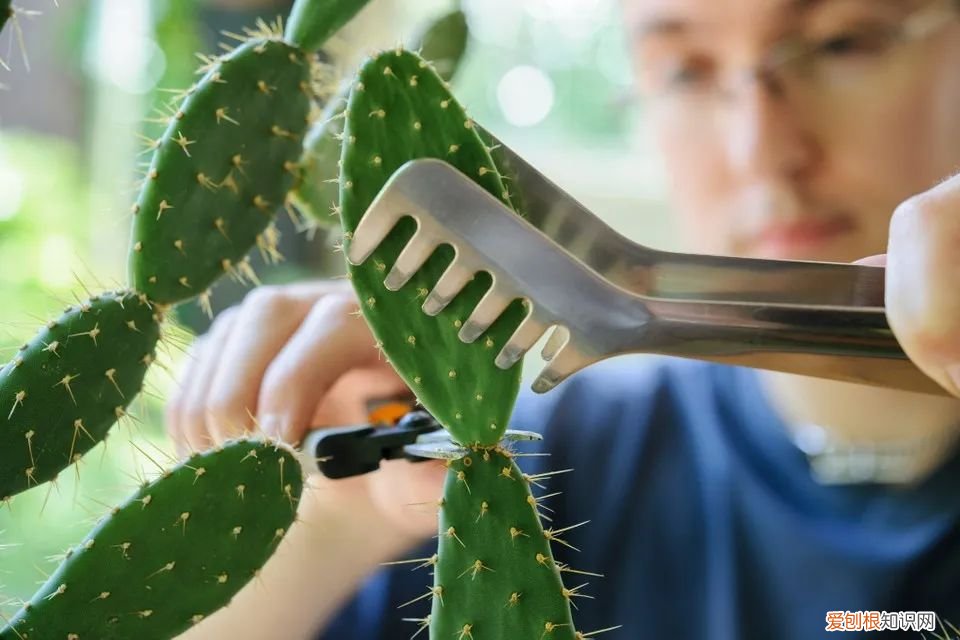 仙人掌的刺，其实就是它的叶子是由于什么什么造成的 仙人掌有叶子吗