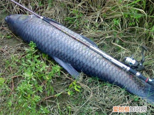 野生青鱼最大能长多少斤？100斤的青鱼要生长多少年 青鱼是什么鱼