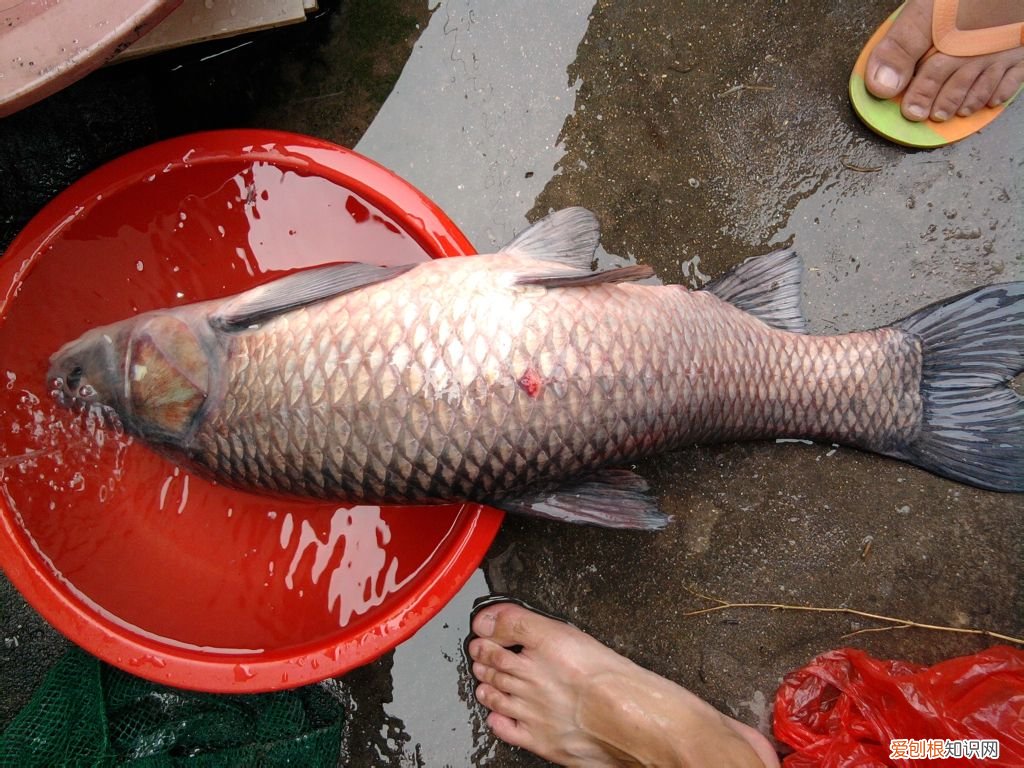 野生青鱼最大能长多少斤？100斤的青鱼要生长多少年 青鱼是什么鱼