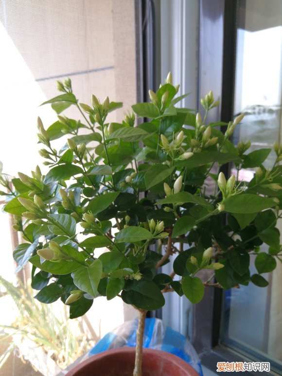 我很喜欢茉莉花，就是养不好，茉莉花应该怎样才能养好 茉莉花怎么养