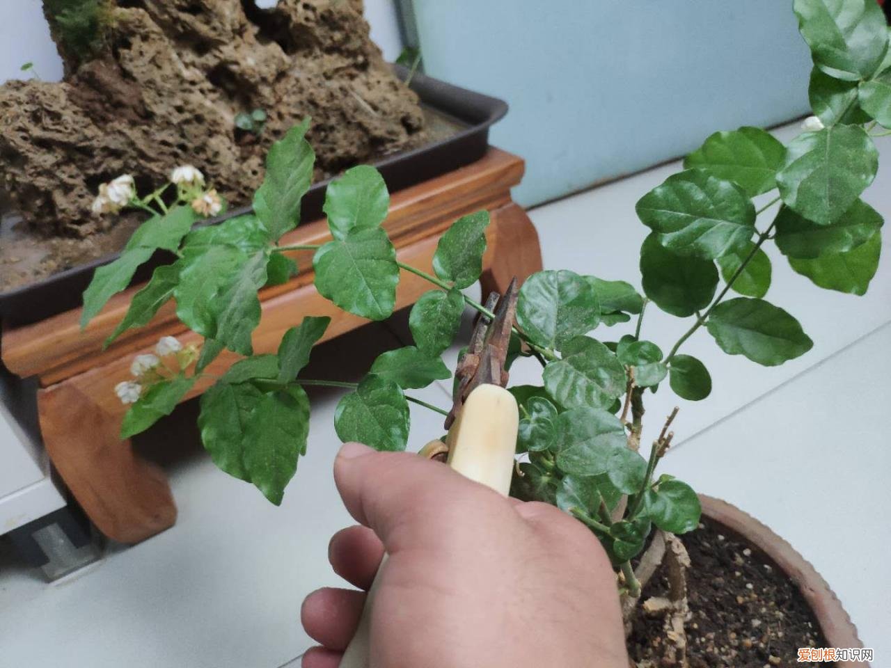 我很喜欢茉莉花，就是养不好，茉莉花应该怎样才能养好 茉莉花怎么养