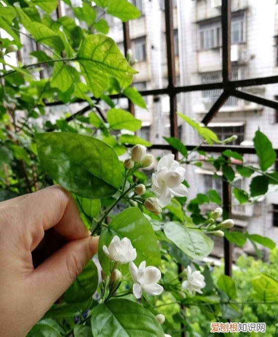我很喜欢茉莉花，就是养不好，茉莉花应该怎样才能养好 茉莉花怎么养