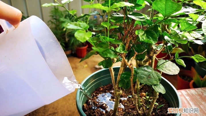 我很喜欢茉莉花,就是养不好,茉莉花应该怎样才能养好 茉莉花怎么养