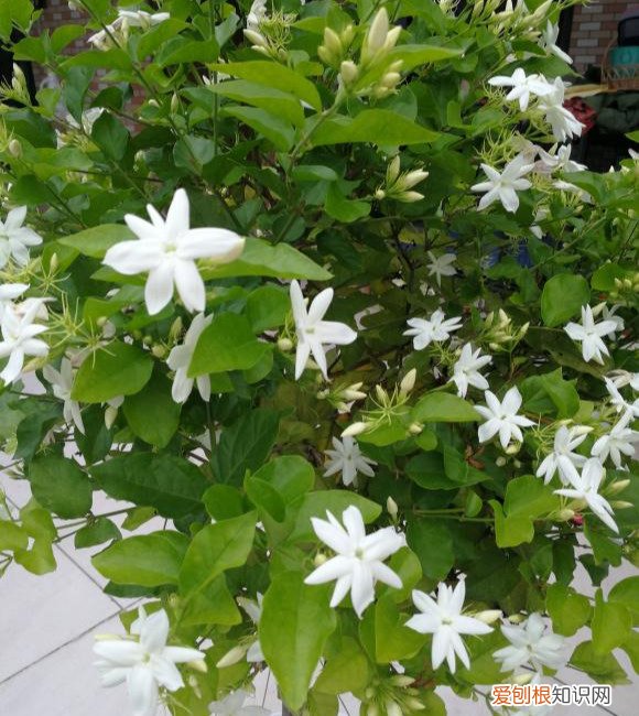 我很喜欢茉莉花,就是养不好,茉莉花应该怎样才能养好 茉莉花怎么养