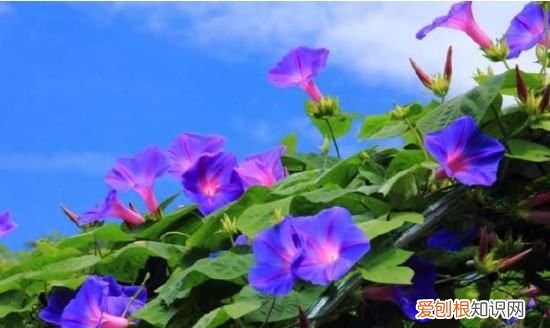 牵牛花的花是什么意思，牵牛花的象征意义 关于牵牛花的象征意义