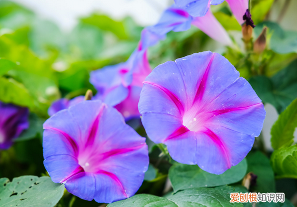 牵牛花的花是什么意思，牵牛花的象征意义 关于牵牛花的象征意义