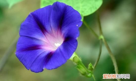 牵牛花的花是什么意思，牵牛花的象征意义 关于牵牛花的象征意义