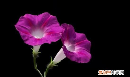 牵牛花的花是什么意思，牵牛花的象征意义 关于牵牛花的象征意义