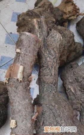 橄栏盒梨疙瘩是什么树，麻梨疙瘩是什么树 麻梨疙瘩是啥树