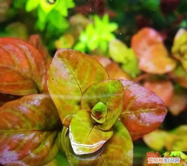 紫丁香是什么植物 紫丁香是属于什么植物