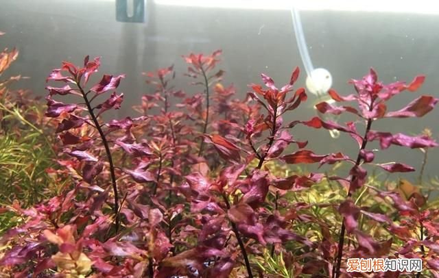 紫丁香是什么植物 紫丁香是属于什么植物