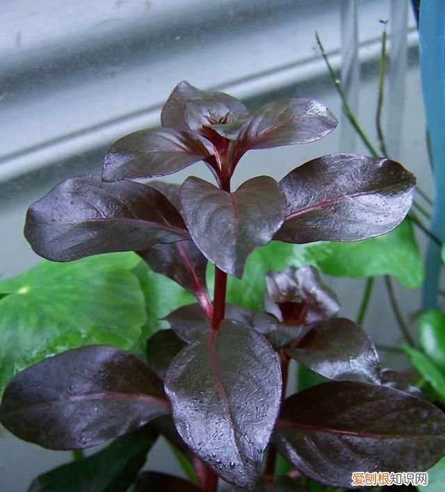 紫丁香是什么植物 紫丁香是属于什么植物