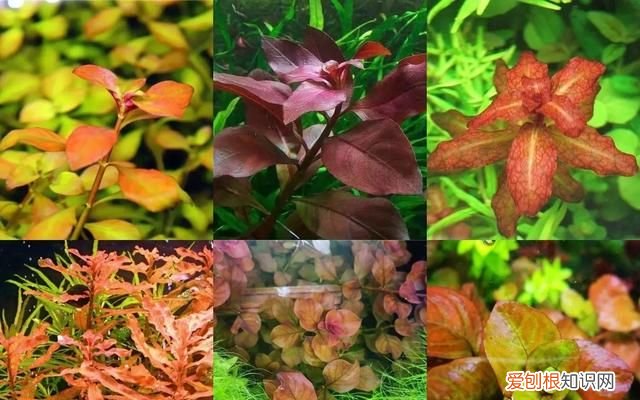 紫丁香是什么植物 紫丁香是属于什么植物