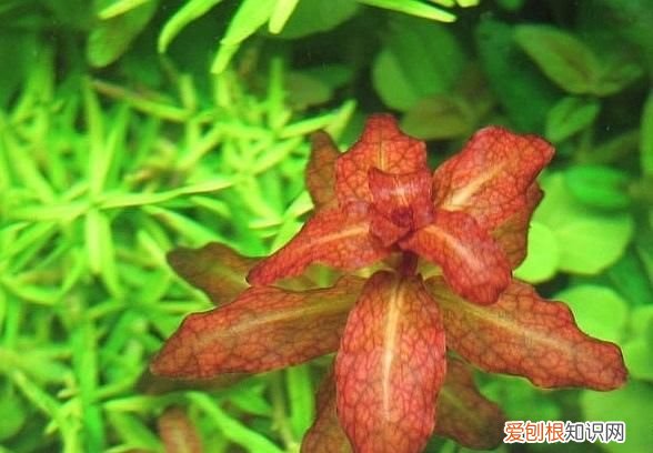 紫丁香是什么植物 紫丁香是属于什么植物