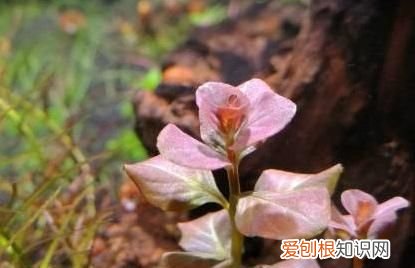 紫丁香是什么植物 紫丁香是属于什么植物