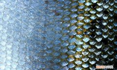 鱼鳞的功效与作用有哪些 鱼鳞的功效有哪些