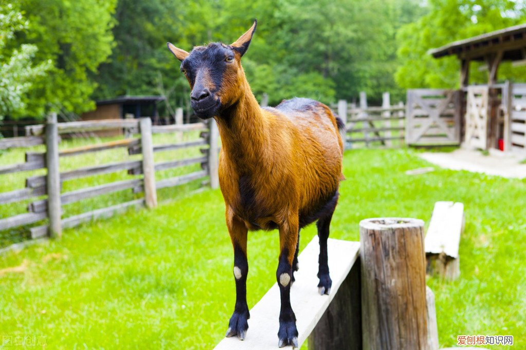 努比亚山羊和波尔山羊哪个更好？各自的优点和缺点是什么 努比亚山羊
