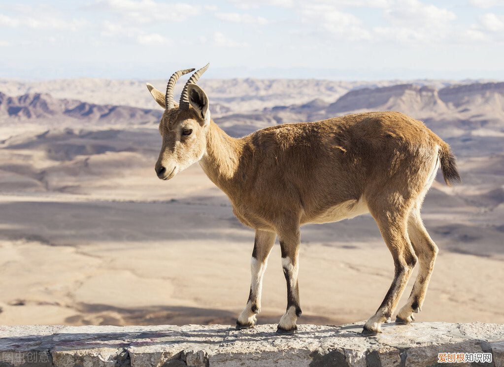 努比亚山羊和波尔山羊哪个更好？各自的优点和缺点是什么 努比亚山羊