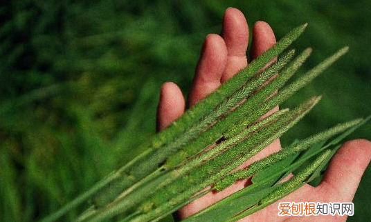 提摩西草在农村叫什么，野生提摩西草长什么样